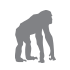 non-human primate